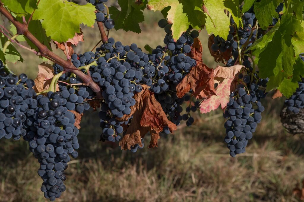 vendemmia grecia